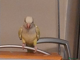 Parakeets birds Beautiful Lime Green Female quaker parrot - Advert 1