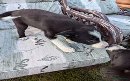 Border Collie dogs for sale: 5 Beautiful Working Border Collie Pups - Image 12