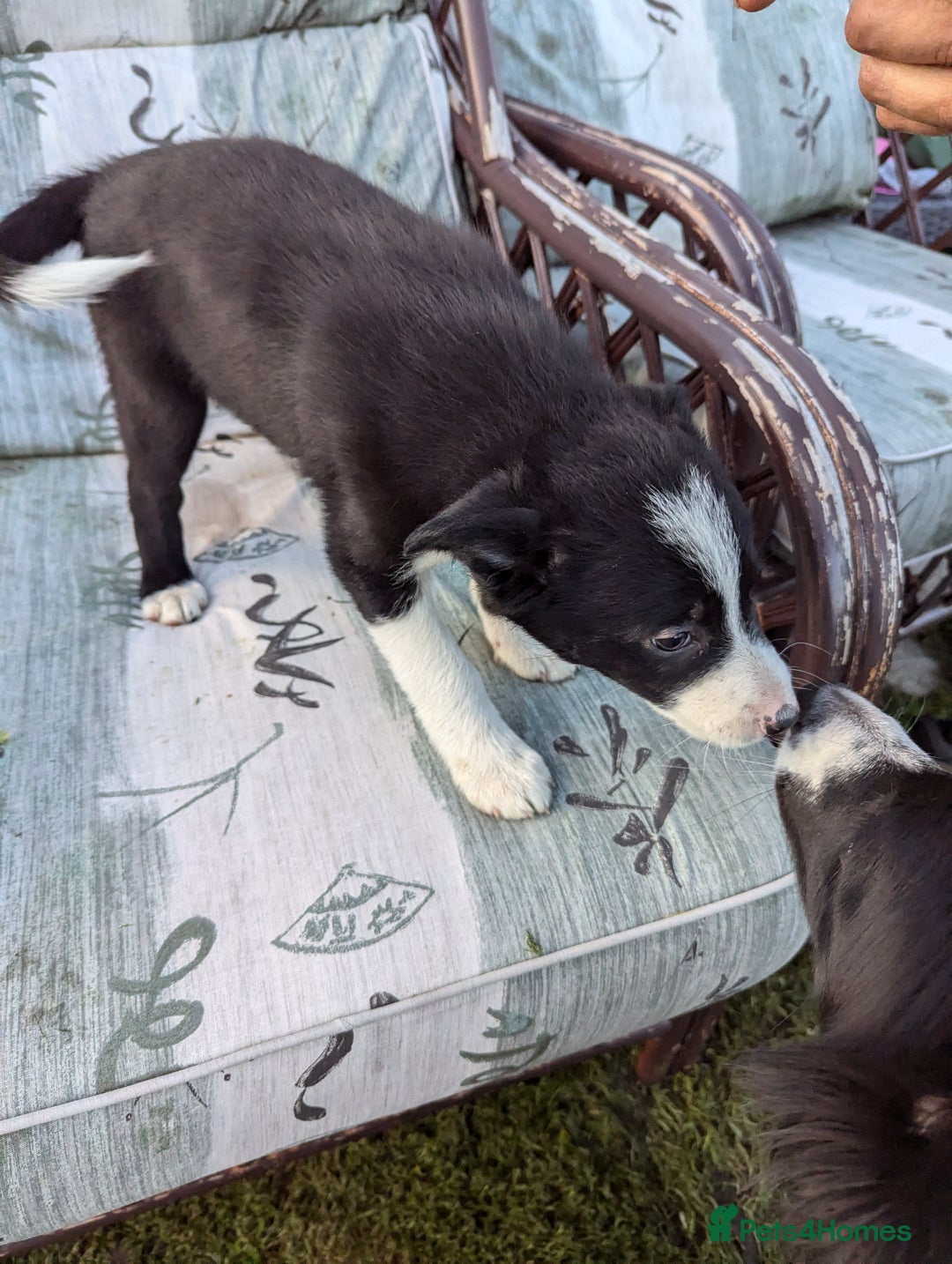 Border Collie dogs for sale: 5 Beautiful Working Border Collie Pups - Image 12