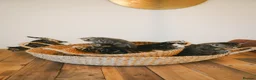 Mixed Breed cats for sale: Beautiful kittens looking for loving homes 🐾 - Advert 9