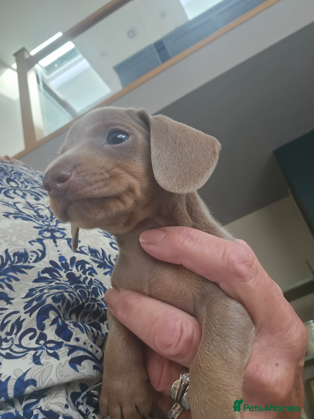 Miniature Dachshund dogs Reduced mini dachshund  - Advert 18