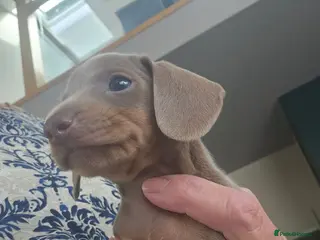 Miniature Dachshund dogs Reduced mini dachshund - Advert 1