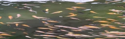 Koi Carp fish for sale: Koi fry 1-3 inch  in Willenhall - Advert 8
