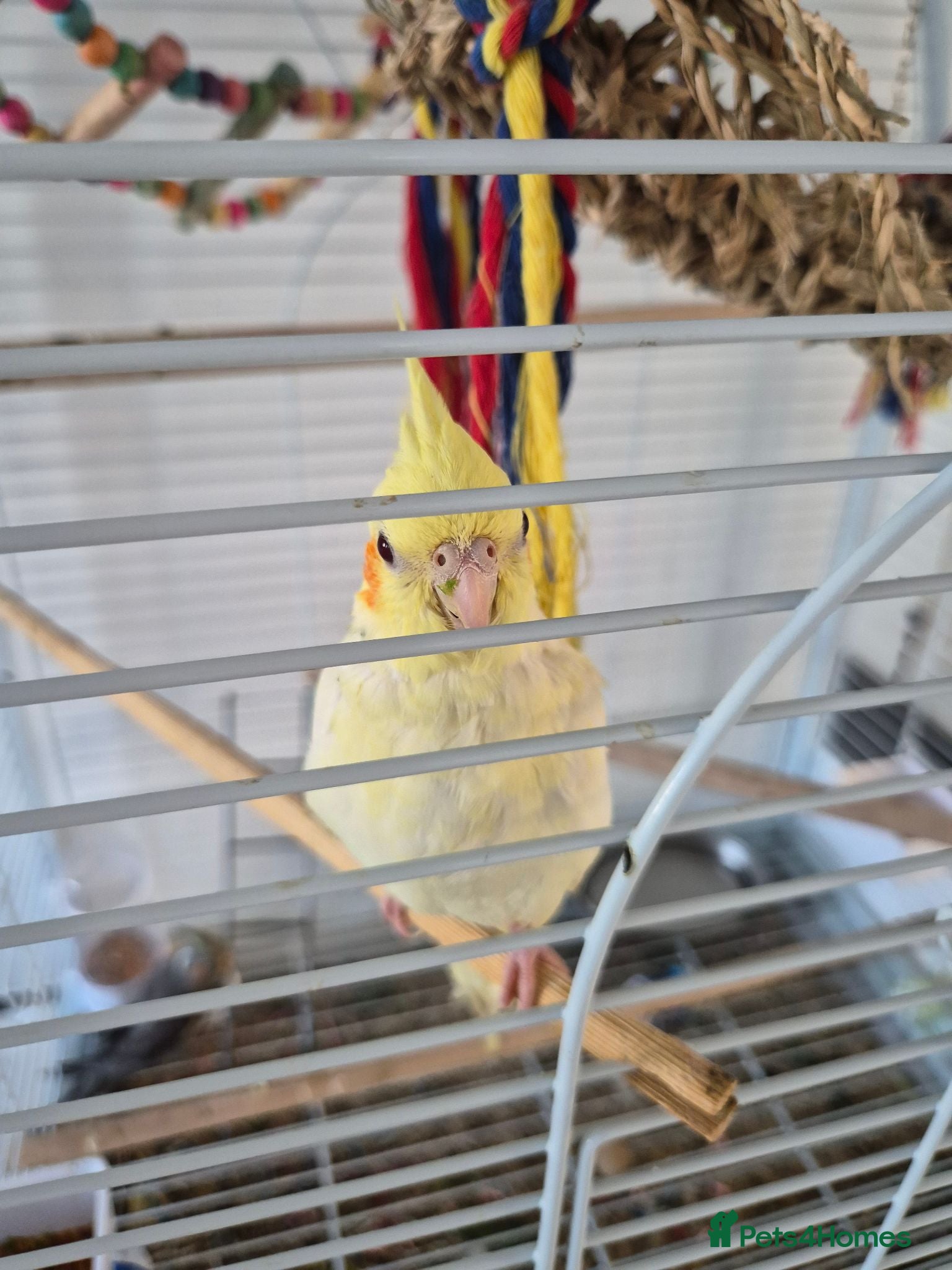 Cockatiels birds Hand reared super tame baby cockatiels - Advert 14