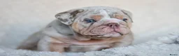 English Bulldog dogs for stud: Lilac and tan Merle carrying curly  - Advert 5