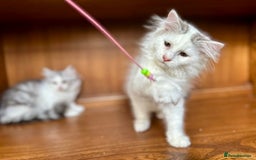 Siberian cats for sale: TICA Siberian kittens hypoallergenic & loving - Image 17