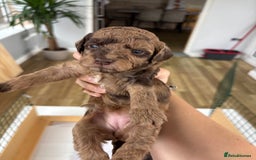 Miniature Poodle dogs for sale: Miniature poodles REDUCED READY TO LEAVE NOW  - Image 14