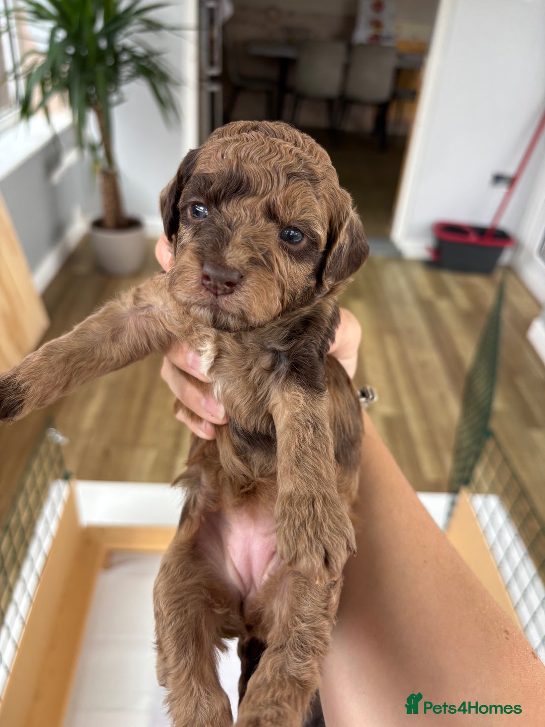Miniature Poodle dogs for sale: Miniature poodles REDUCED READY TO LEAVE NOW  - Image 14