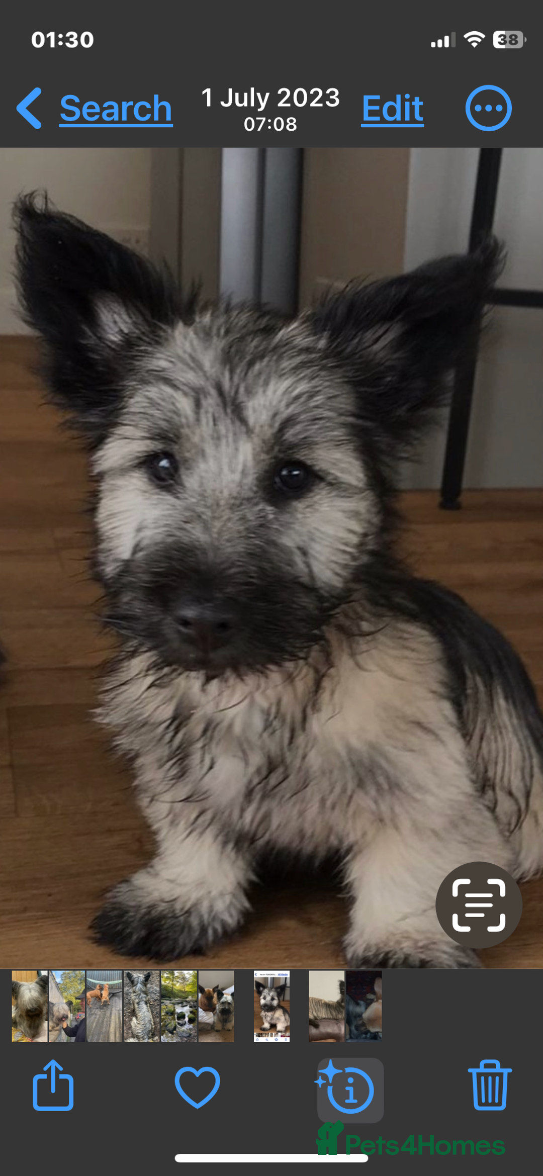 Skye Terrier dogs for sale: Skye Terrier Puppies due-Save this Scottish Breed! - Advert 4