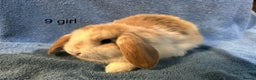 Dwarf Lop rabbits for sale: Mini x dwarf baby lop rabbits  - Advert 4