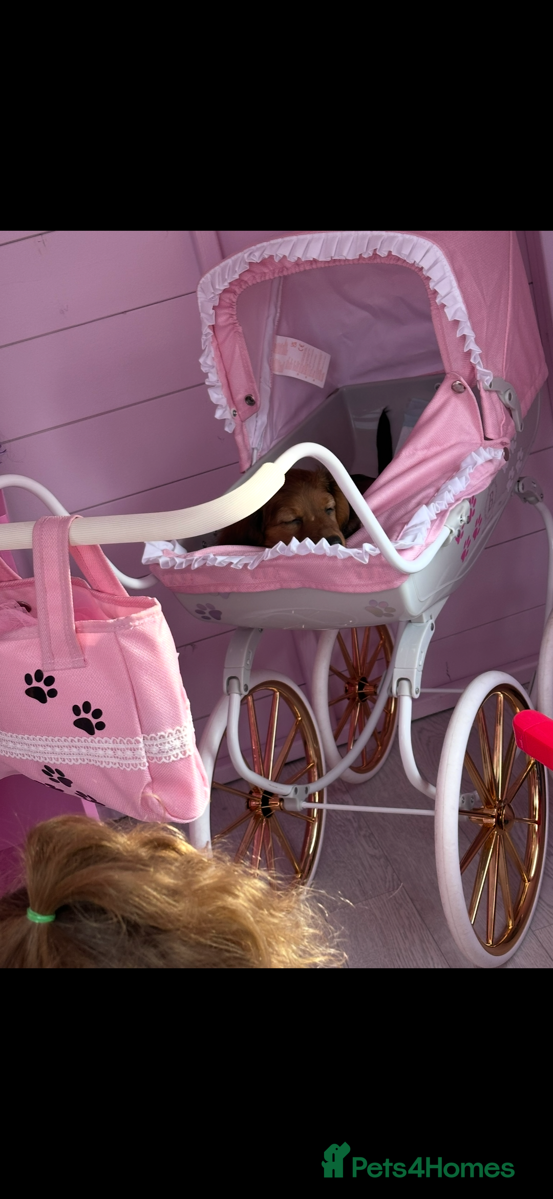 Miniature Dachshund dogs for sale: Miniature dachshund puppies  - Advert 3