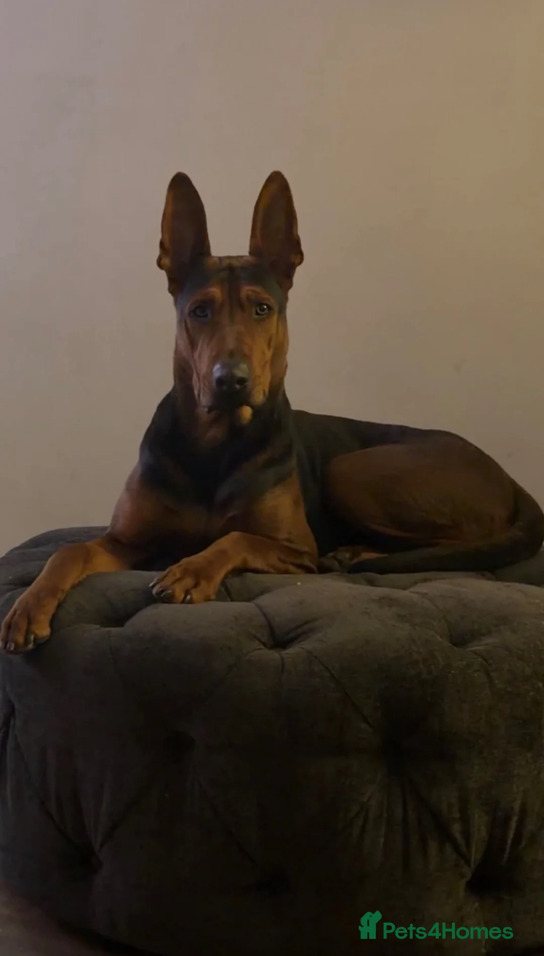 Chinese Red Dog dogs for sale: Chinese red dog puppies  - Advert 17