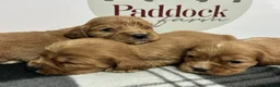 Cockalier dogs for sale: 🌟 Gorgeous Cockalier puppies 🌟 - Advert 3