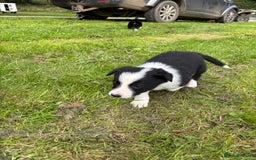 Border Collie dogs for sale: Border collies puppies - Image 15