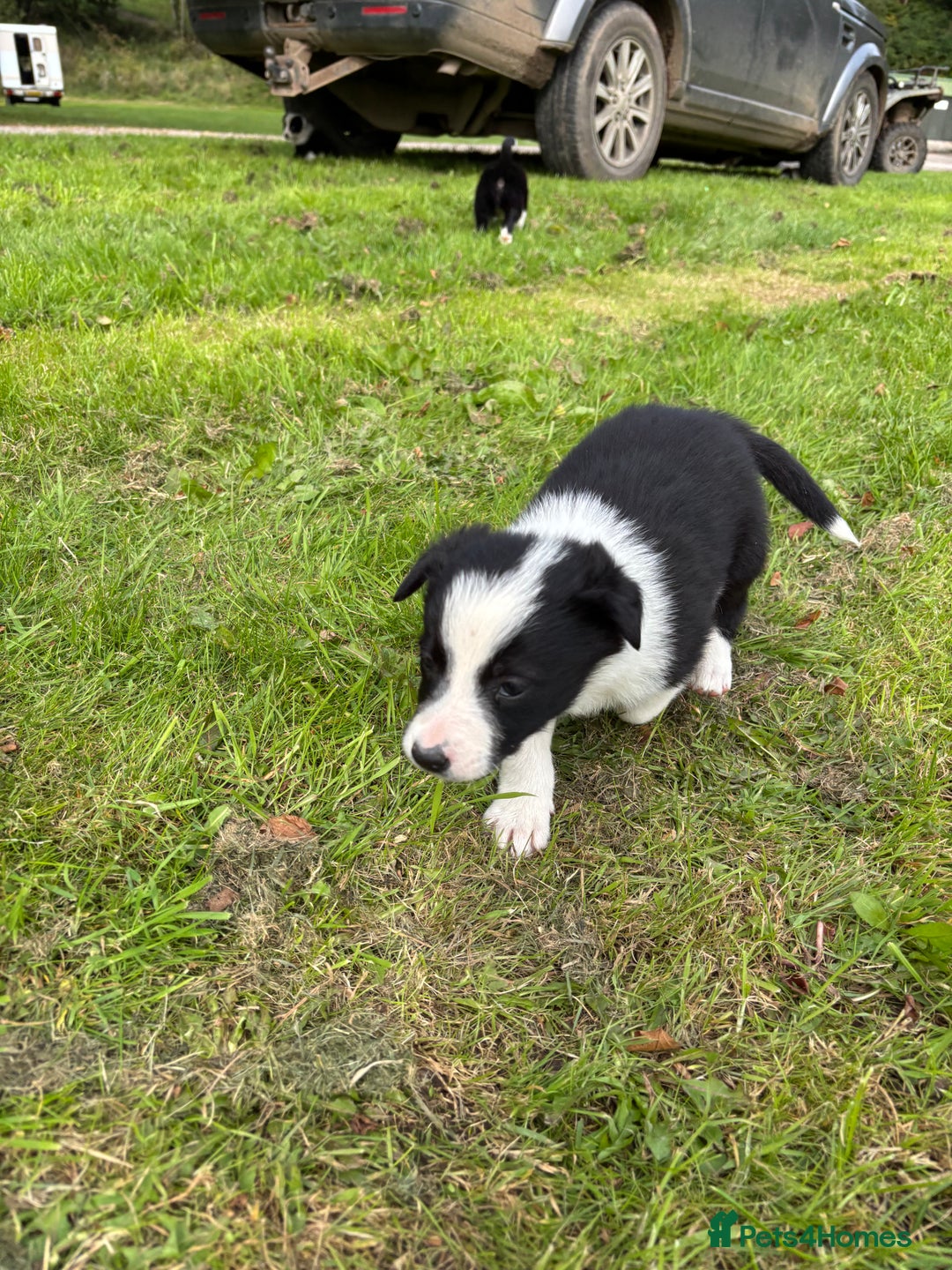 Border Collie dogs for sale: Border collies puppies - Image 15