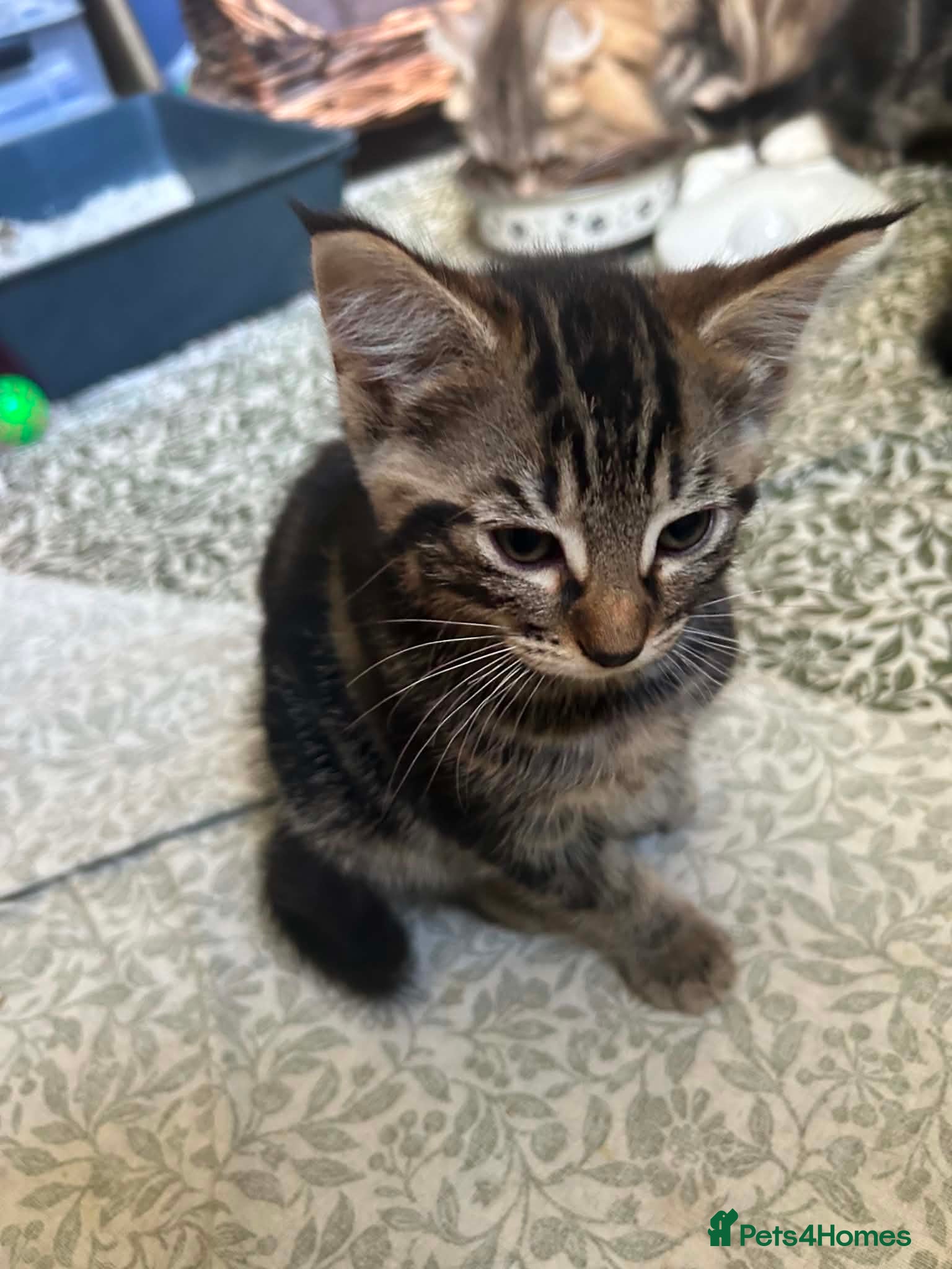 Mixed Breed cats Norwegian forest cat kittens  - Advert 18