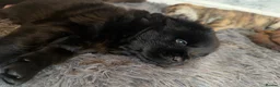 Chow Chow dogs for sale: Chowski puppies  - Advert 6