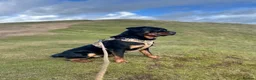 Rottweiler dogs for stud: 3 year old male for stud in exchange for a puppy  in Worcester - Advert 11