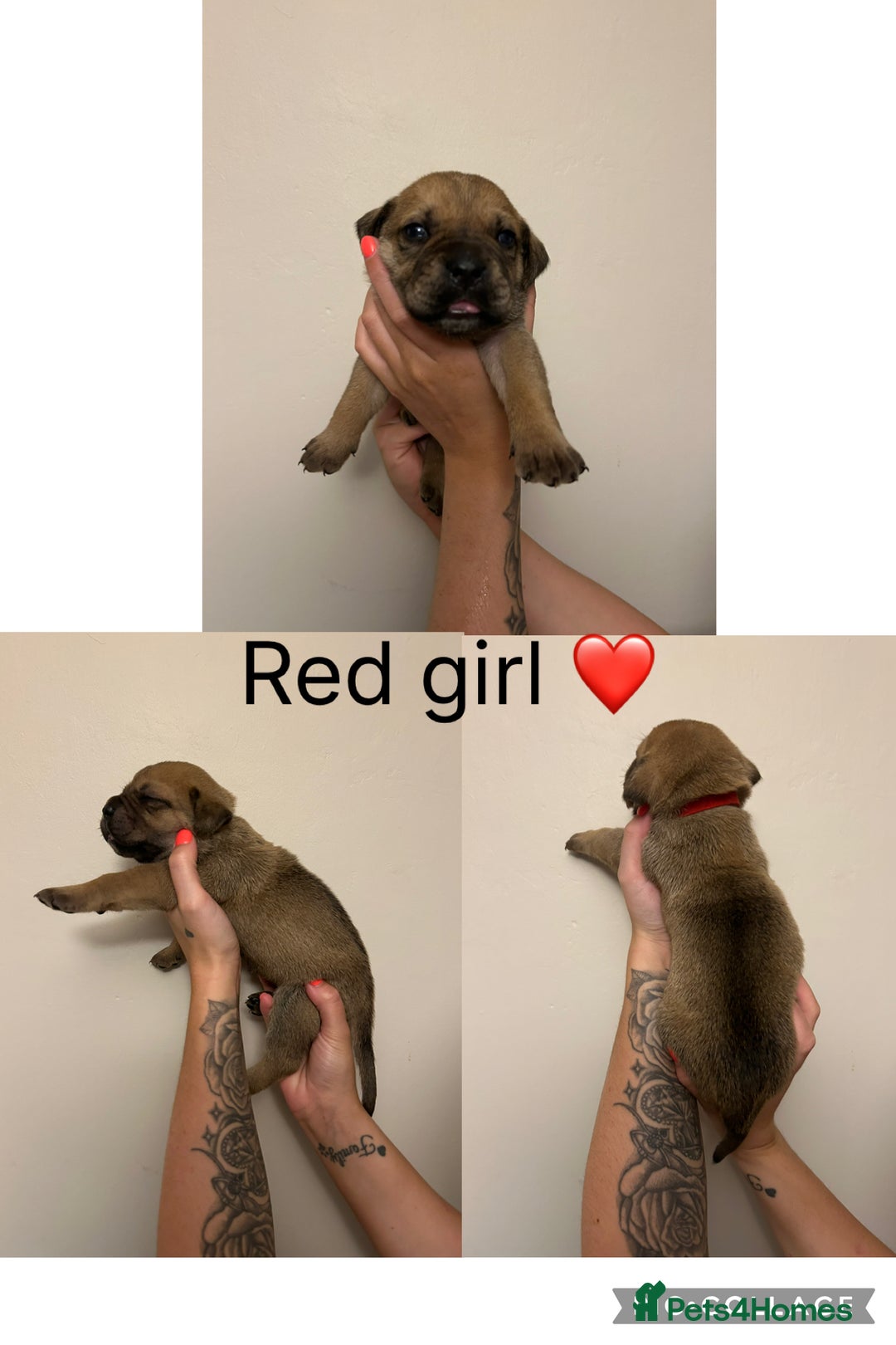 Cane Corso dogs for sale: Cane corso puppies  - Image 2