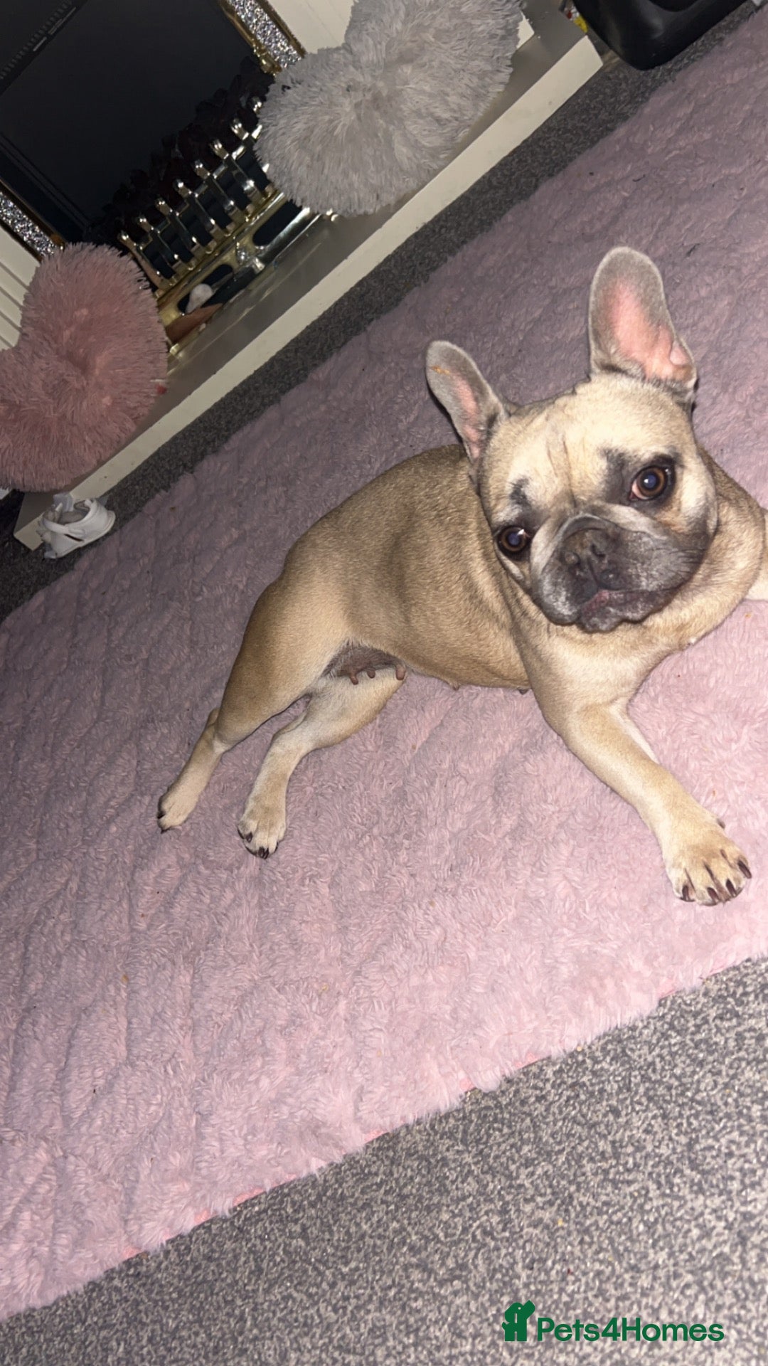 French Bulldog dogs for sale: French bulldog - Advert 7