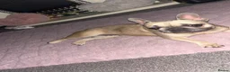 French Bulldog dogs for sale: French bulldog - Advert 1