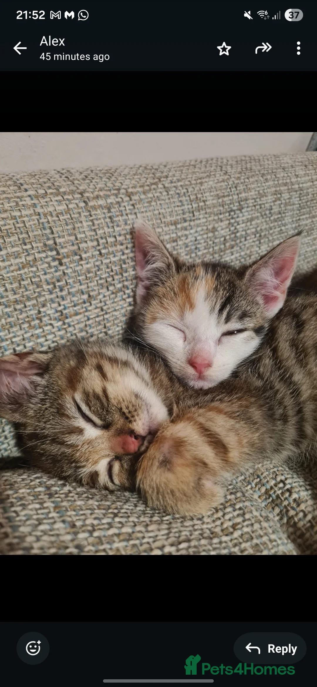 Mixed Breed cats for sale: 10 week old kittens (ready by 5th march) - Advert 2