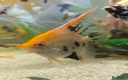 Angelfish fish for sale: Koi Angelfish - Image 4