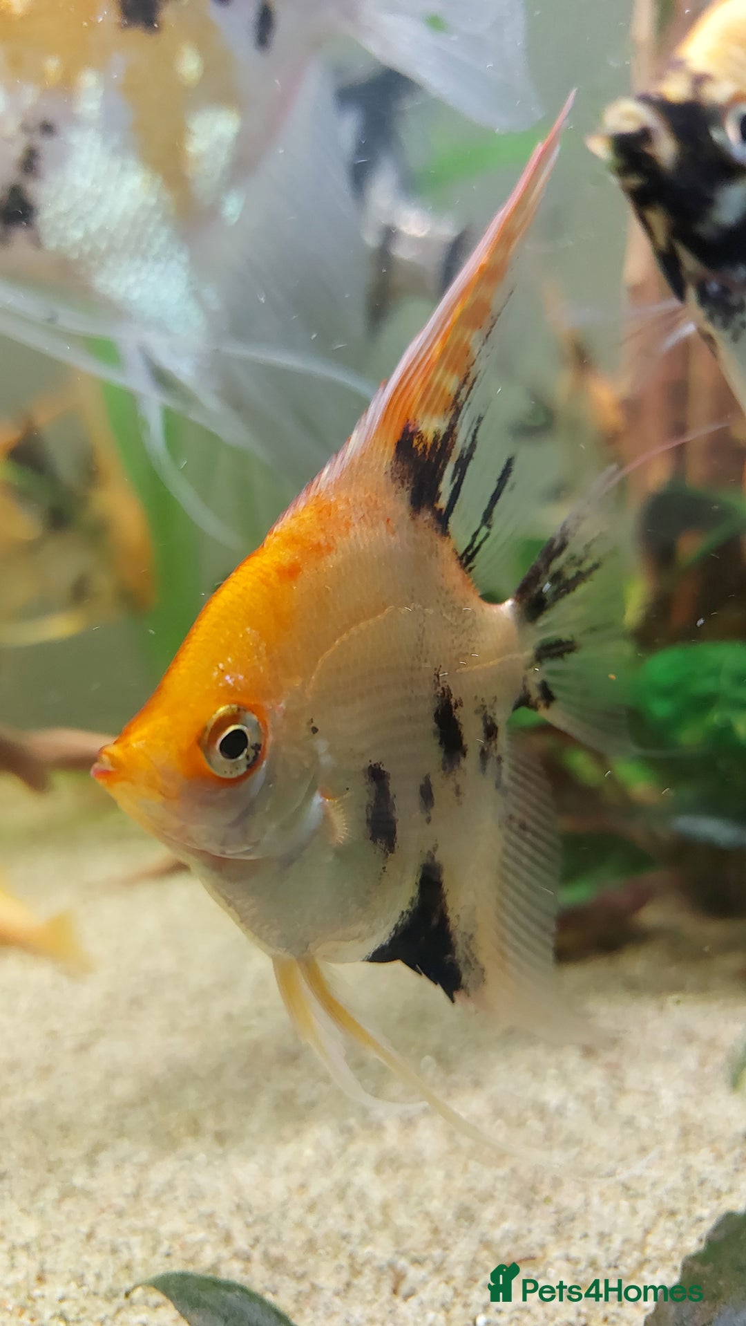 Angelfish fish for sale: Koi Angelfish - Image 4