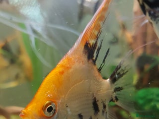 Angelfish fish - Advert 1