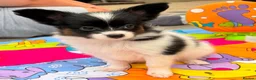Papillon dogs for sale: Stunning, KC registered Papillon Puppies - Advert 4
