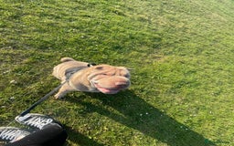 Shar Pei dogs for sale: New home needed - Image 1