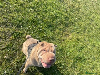 Shar Pei dogs - Advert 1