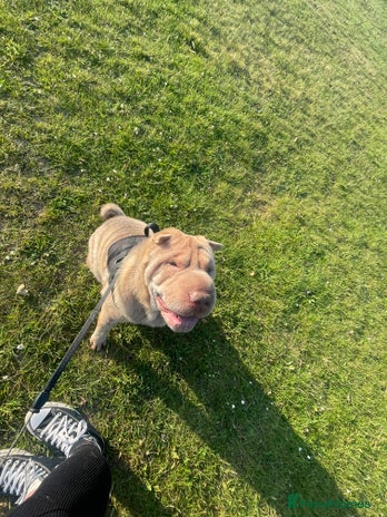 Shar Pei dogs - Advert 1