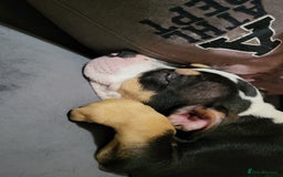 Mixed Breed dogs for sale: Pocket bully pup - Image 3