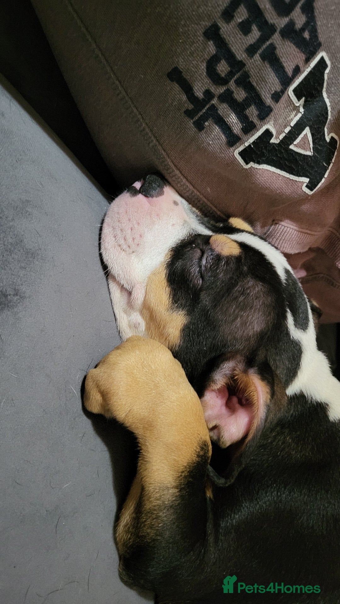 Mixed Breed dogs for sale: Pocket bully pup - Image 3