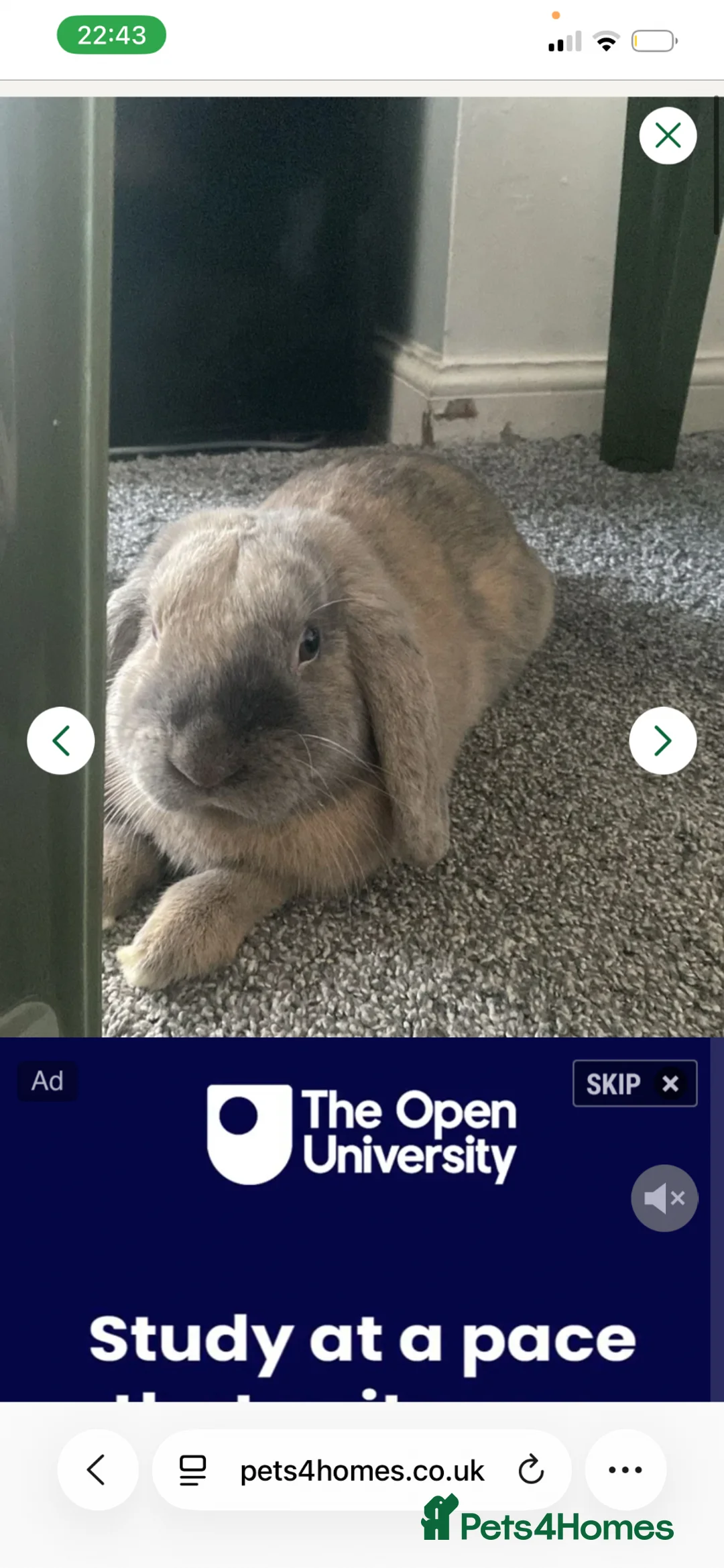 Mini Lop rabbits for sale: Indoor Rabbit - Tobi - Advert 2