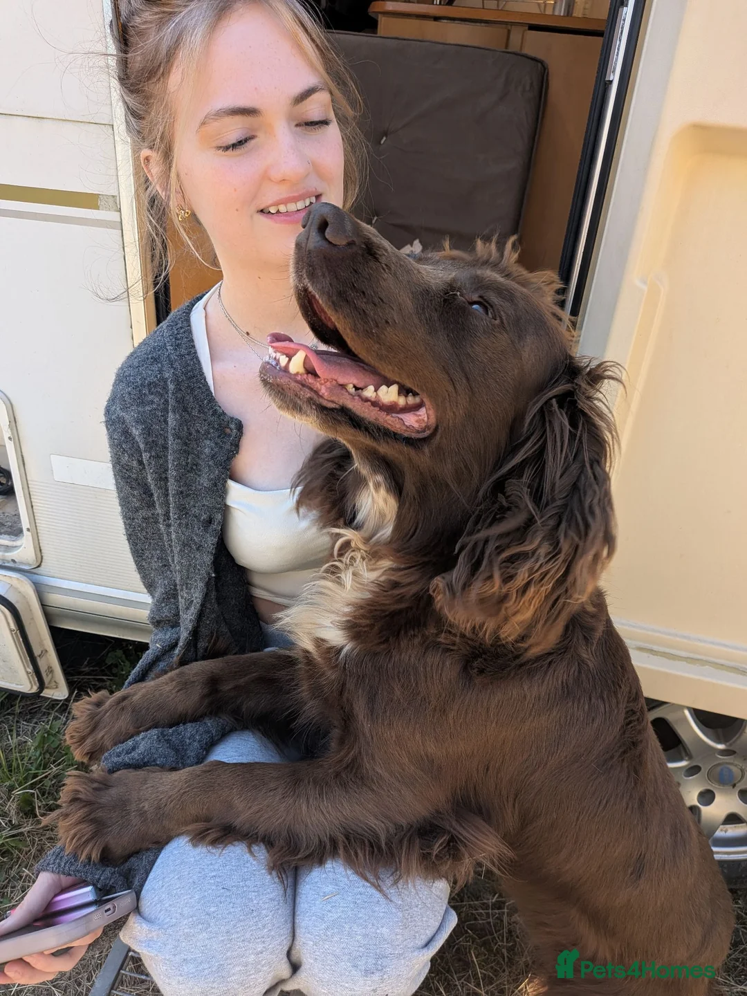 Mixed Breed dogs for sale: Beautiful Sproodle Puppies - Advert 2