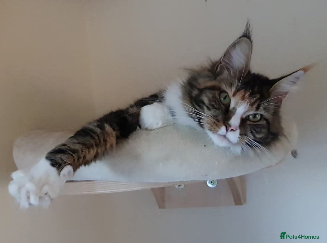 Maine Coon cats for sale: Maine coon girls  - Image 7