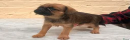Griffon Bruxellois dogs for sale: Beautiful Brussels Griffon puppies - Advert 36