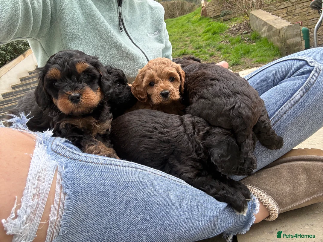 Cavapoochon dogs for sale: 2 cavapoochons available - Advert 2