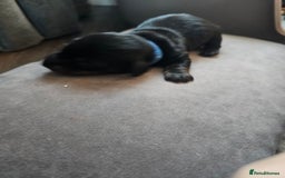 Dachshund dogs for sale: Beautiful Dachshund Puppies - Image 24