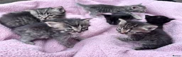 British Shorthair cats for sale: Friendly family-raised kittens ready now  - Advert 12
