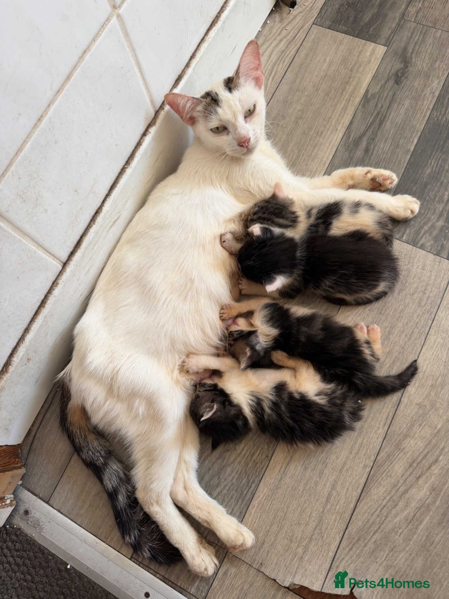 Mixed Breed cats  Six Fluffy kittens - Advert 1