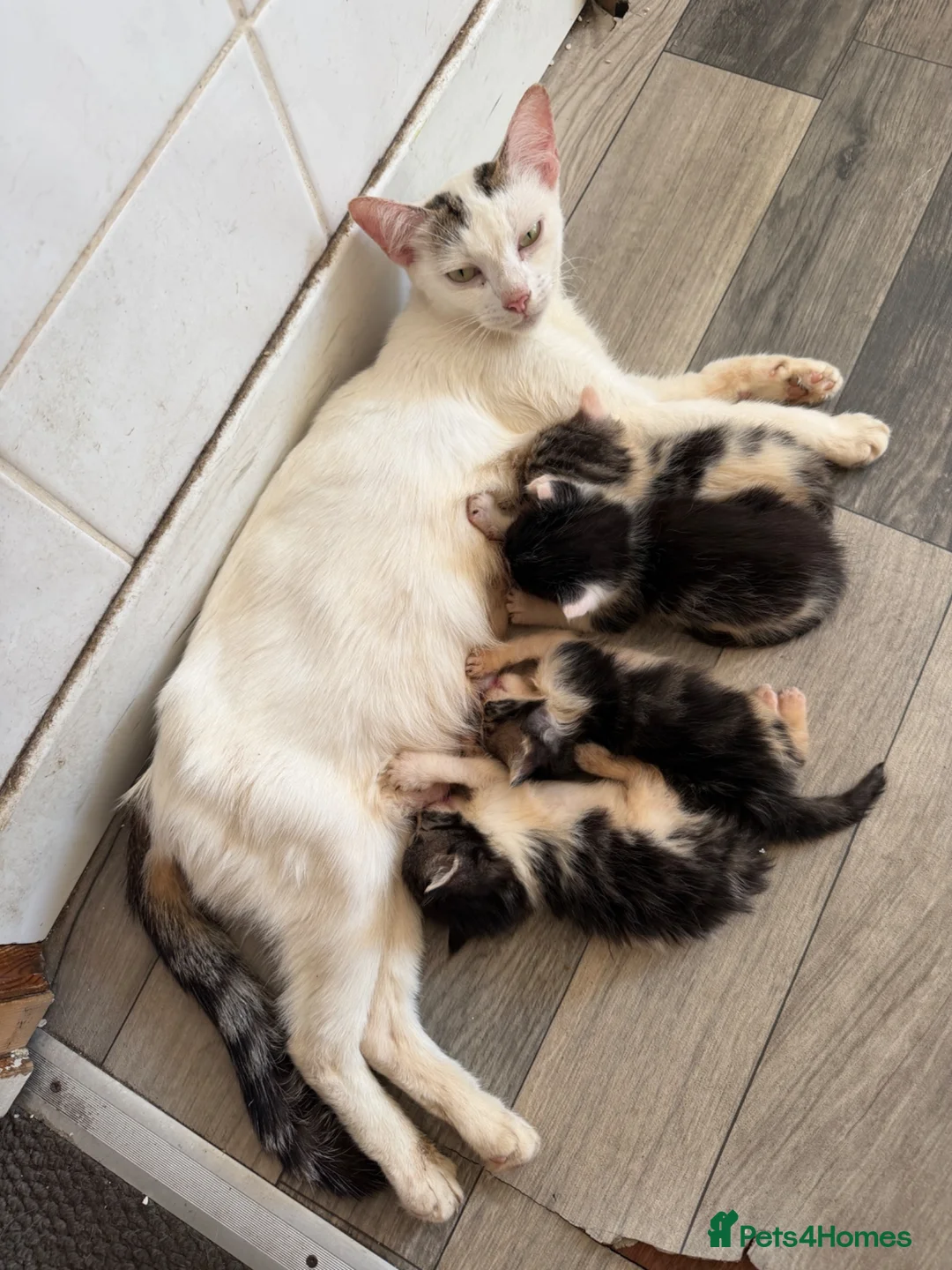 Mixed Breed cats for sale:  Six Fluffy kittens - Advert 1