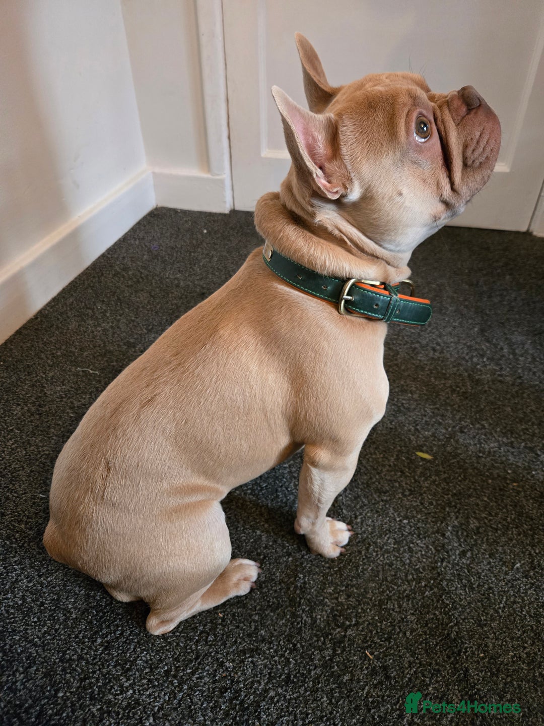 French Bulldog dogs for stud: Pedigree French Bulldog.  - Advert 2