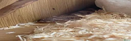 Snake reptiles for sale: 2 year old Hognose snake - Advert 2