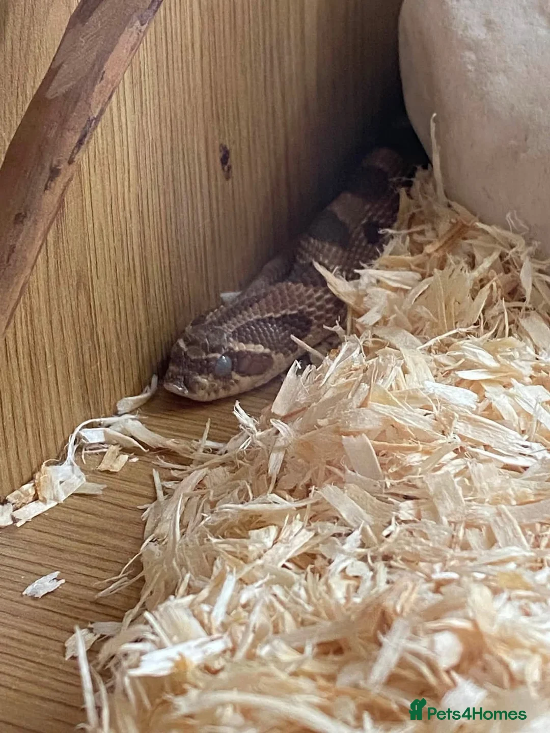 Snake reptiles for sale: 2 year old Hognose snake - Advert 2