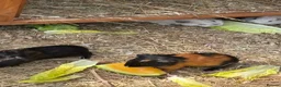 Guinea Pig rodents for sale: 10 week old male guinea pigs  - Advert 6
