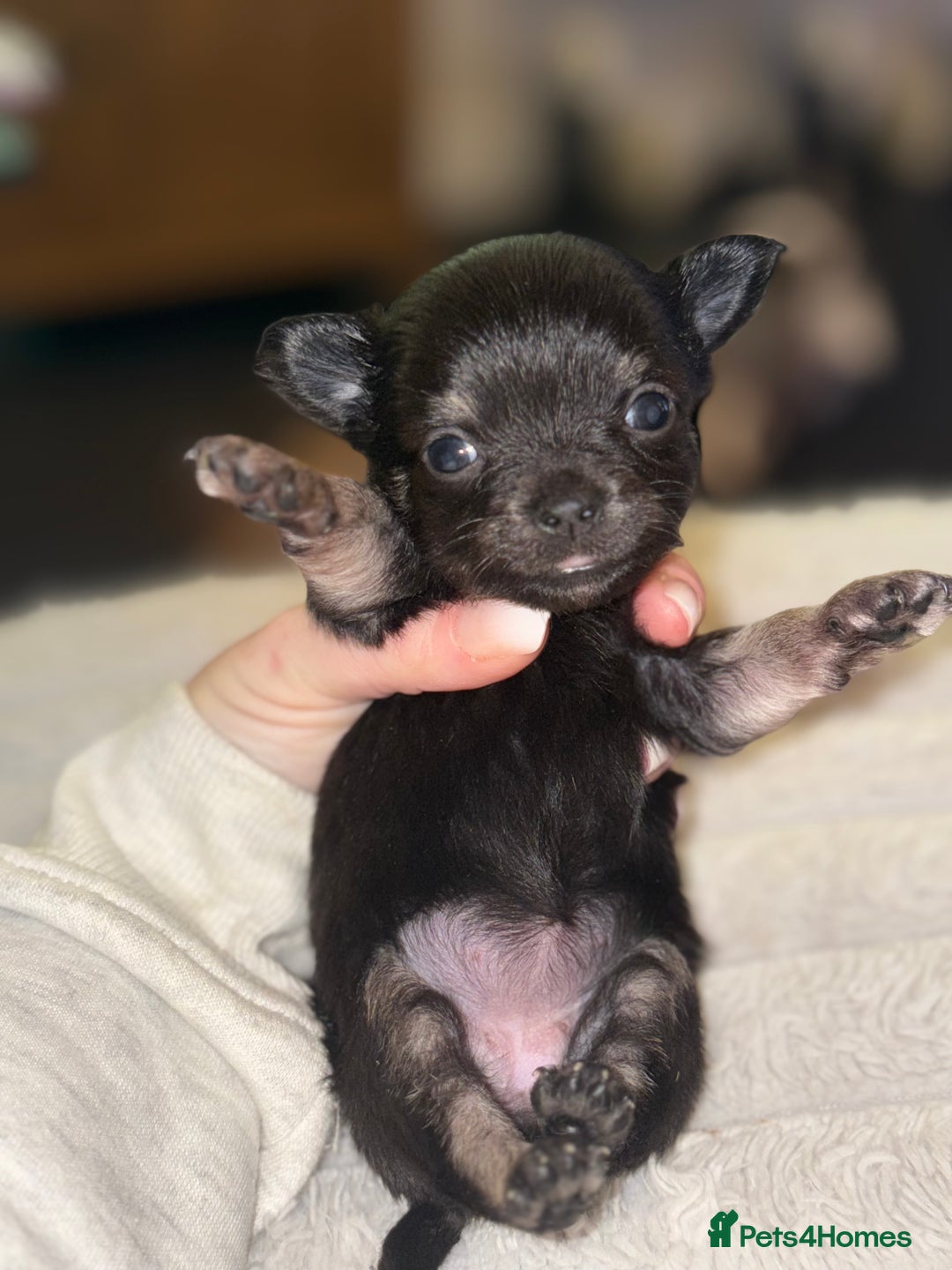Chihuahua dogs for sale: Chihuahua Puppies - Advert 10