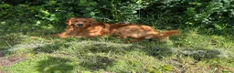 Golden Retriever dogs for sale: Golden retriever puppies  in Newnham - Advert 6
